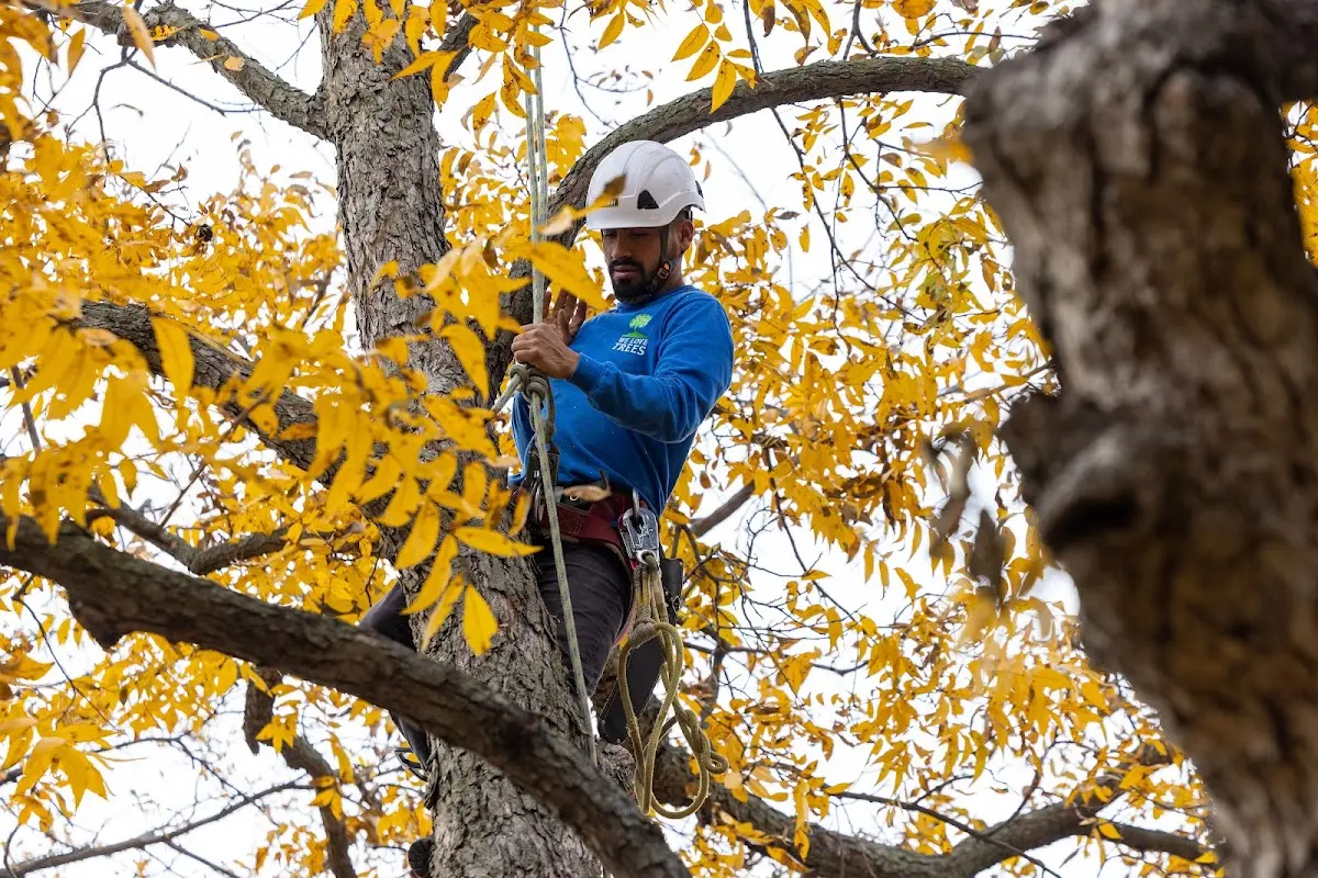 Skilled Tree Planing crew working in Banning