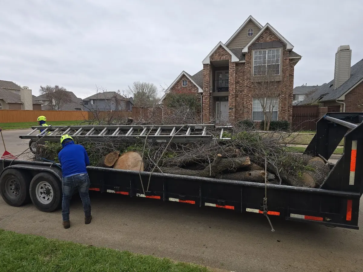 Expert Tree Pest Control with proper safety equipment in Banning
